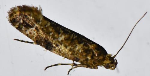 Acrolepia autumnitella